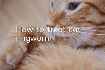 How to treat cat ringworm