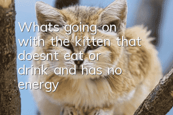 What's going on with the kitten that doesn't eat or drink and has no energy?