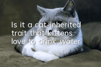 Is it a cat-inherited trait that kittens love to drink water?
