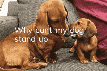 Why can't my dog ​​stand up?