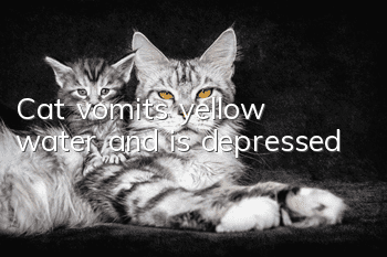 Cat vomits yellow water and is depressed