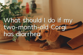 What should I do if my two-month-old Corgi has diarrhea?