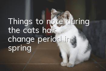 Things to note during the cat’s hair change period in spring