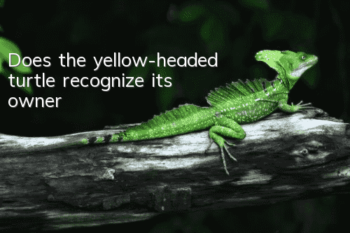 Does the yellow-headed turtle recognize its owner?