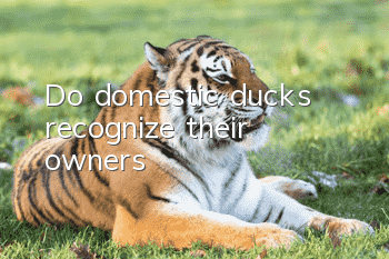 Do domestic ducks recognize their owners?