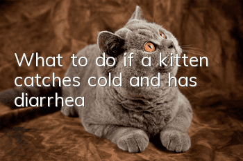 What to do if a kitten catches cold and has diarrhea