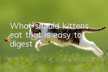 What should kittens eat that is easy to digest?