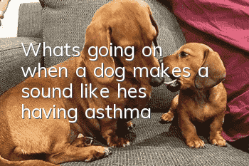 What's going on when a dog makes a sound like he's having asthma?