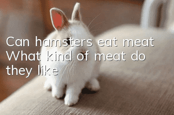 Can hamsters eat meat? What kind of meat do they like?