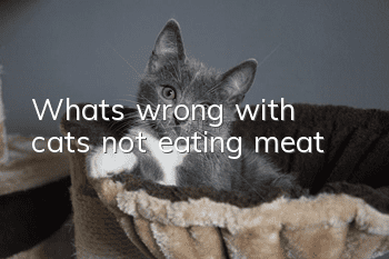 What’s wrong with cats not eating meat?