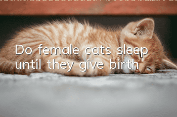 Do female cats sleep until they give birth?