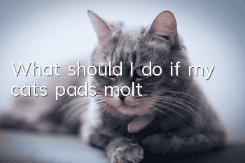What should I do if my cat’s pads molt?