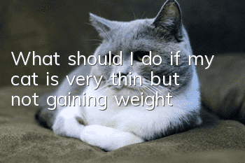 What should I do if my cat is very thin but not gaining weight?