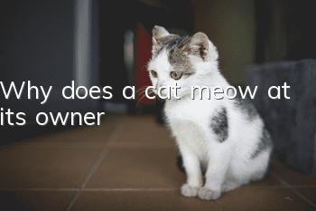 Why does a cat meow at its owner?