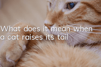 What does it mean when a cat raises its tail?