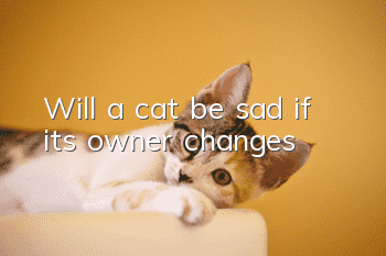 Will a cat be sad if its owner changes?