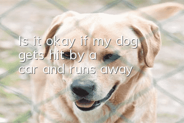 Is it okay if my dog ​​gets hit by a car and runs away?
