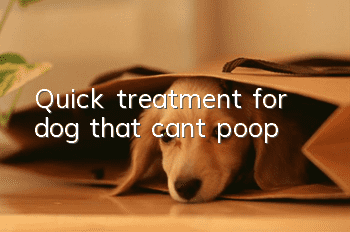 Quick treatment for dog that can’t poop