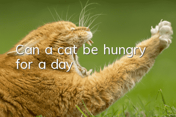 Can a cat be hungry for a day?