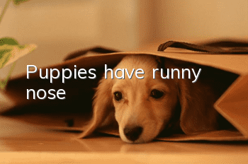 Puppies have runny nose