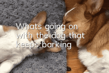 What's going on with the dog that keeps barking?