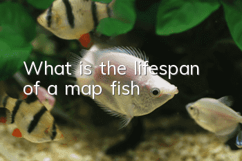 What is the lifespan of a map fish?
