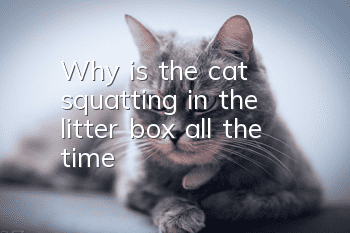 Why is the cat squatting in the litter box all the time?