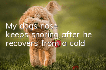 My dog's nose keeps snoring after he recovers from a cold