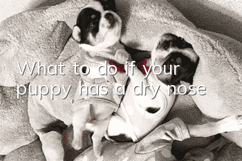 What to do if your puppy has a dry nose