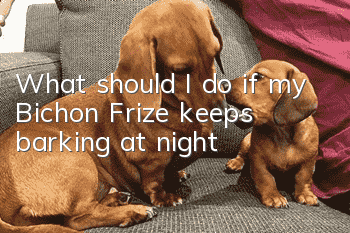 What should I do if my Bichon Frize keeps barking at night?