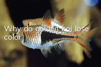 Why do golden koi lose color?