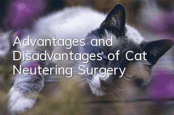 Advantages and Disadvantages of Cat Neutering Surgery