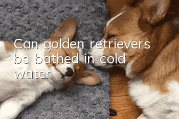 Can golden retrievers be bathed in cold water?