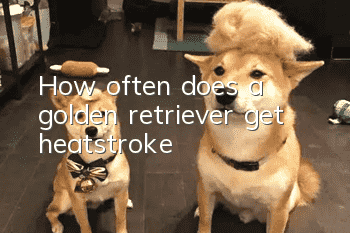 How often does a golden retriever get heatstroke?