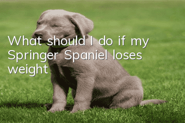 What should I do if my Springer Spaniel loses weight?