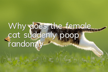 Why does the female cat suddenly poop randomly?
