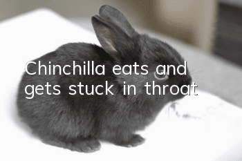 Chinchilla eats and gets stuck in throat