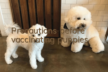 Precautions before vaccinating puppies