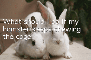 What should I do if my hamster keeps chewing the cage?