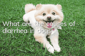 What are the causes of diarrhea in dogs?