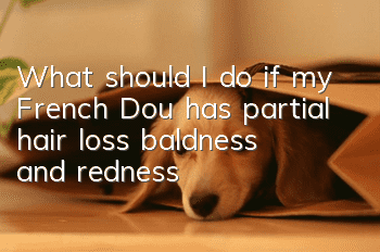 What should I do if my French Dou has partial hair loss, baldness and redness?
