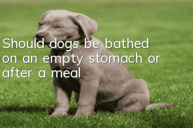 Should dogs be bathed on an empty stomach or after a meal?