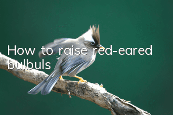 How to raise red-eared bulbuls