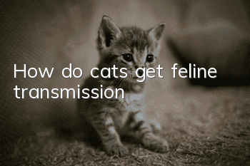 How do cats get feline transmission?