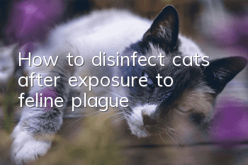 How to disinfect cats after exposure to feline plague