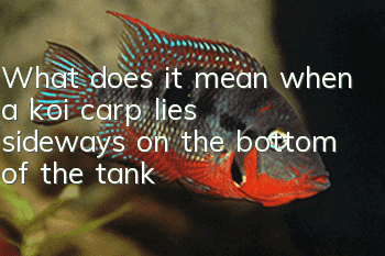What does it mean when a koi carp lies sideways on the bottom of the tank?