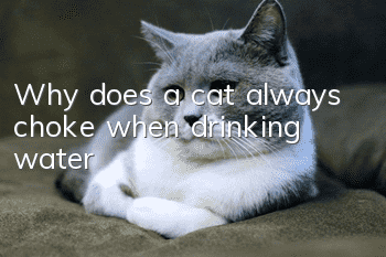 Why does a cat always choke when drinking water?