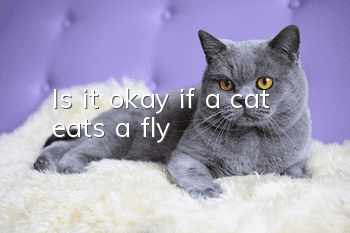 Is it okay if a cat eats a fly?