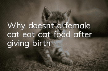 Why doesn’t a female cat eat cat food after giving birth?