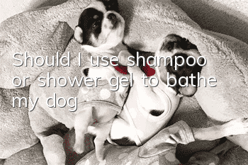 Should I use shampoo or shower gel to bathe my dog?